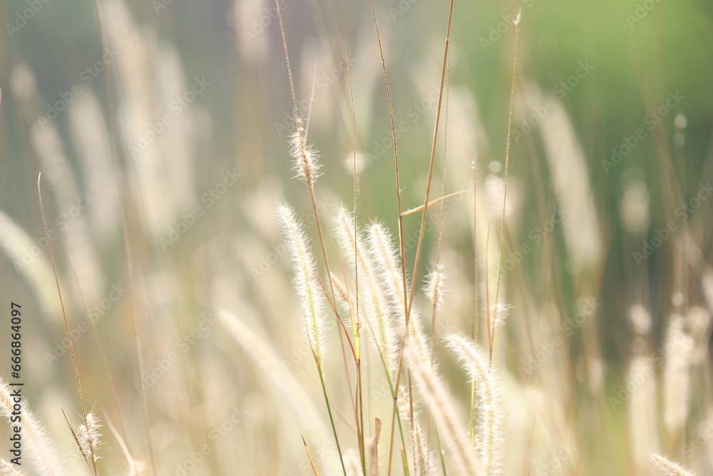 Fototapeta premium Thatch grass with blurred background with warm temperature