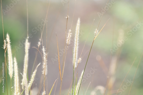 Thatch grass with blurred background with warm temperature © Suryana
