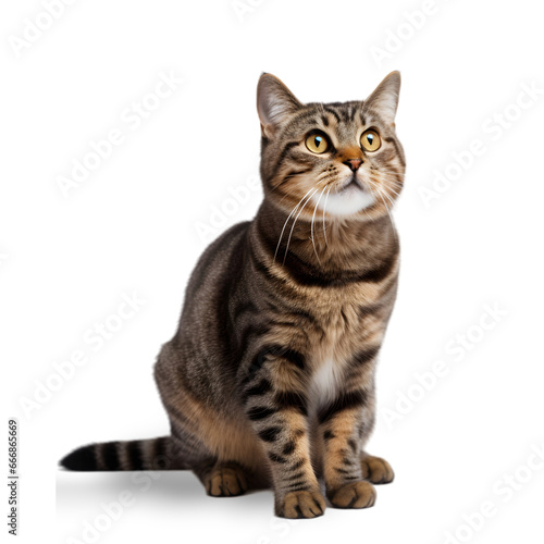 side view, a cute brown tabby cat is sitting in front of a transparent background, looking up with wide-open eyes.