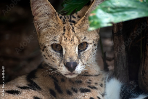 Photography Close-up portrait of a Serval cat