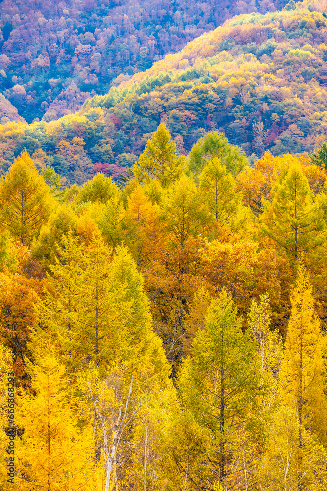 Fototapeta premium autumn forest in the mountains