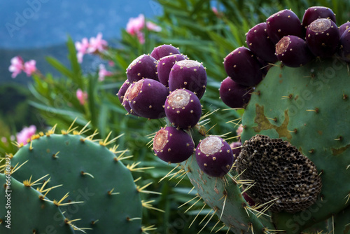 Fototapeta Naklejka Na Ścianę i Meble -  The Indian fig Opuntia in its Classic Mediterranean Environment