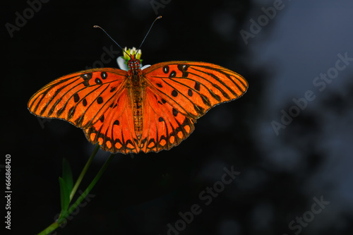 gulf fritillary butterfly photo