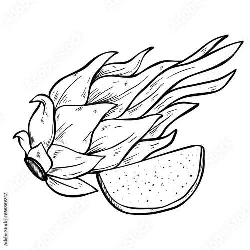 dragon fruit handdrawn illustration 