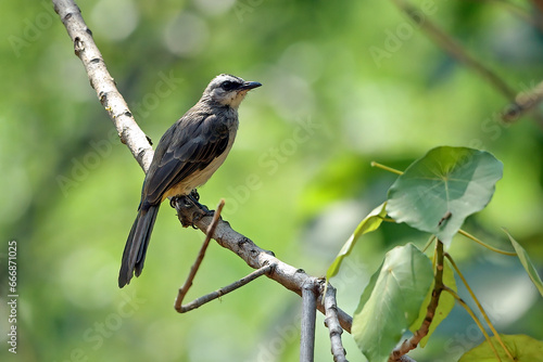 Yellow vented bulbul on a tree branch