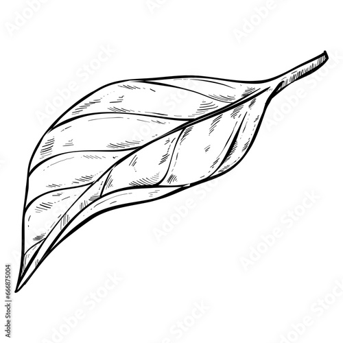 leaf lemon handdrawn