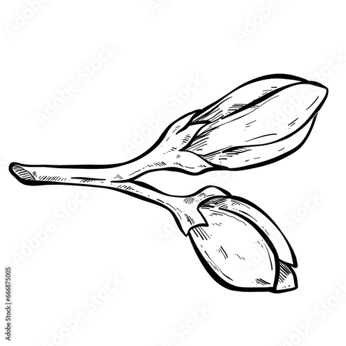 petal handdrawn textured