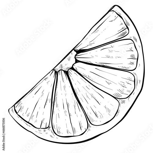 orange slice handdrawn 