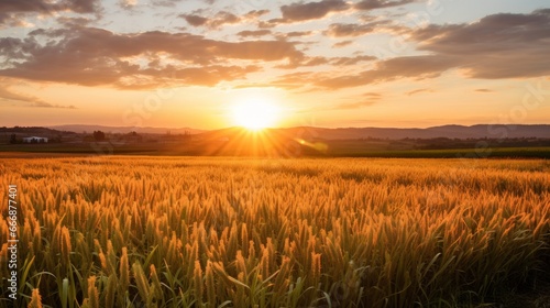 Fényképezés A stunning sunrise over a field of wheats, symbolizing the new beginnings and bl