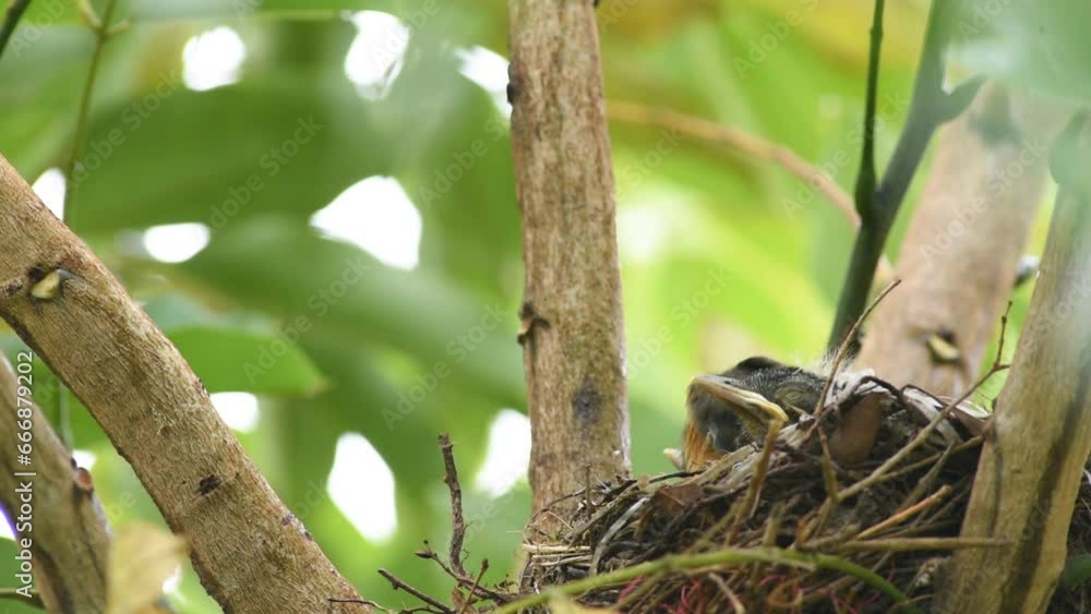Rufous-bellied thrush baby bird stretching and growing in the nest Rufous-bellied thrush baby bird stretching and growing in the nest