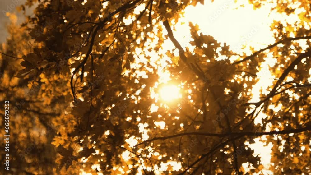 Vertical video. Fall foliage background. Forest sunset. Peaceful nature beauty. Brown yellow autumn warm atmosphere tree branch leaves rural countryside scenery.