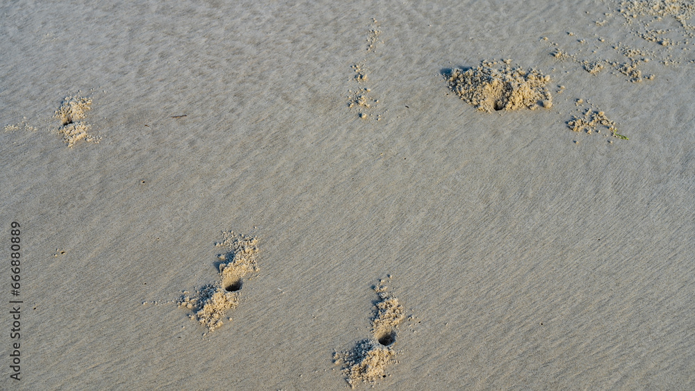 At low tide, burrows dug by crabs are visible on the shore. There are ...