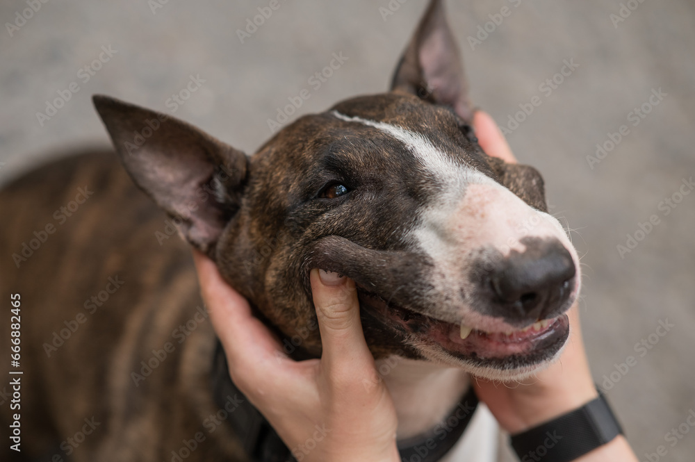 The owner squeezes the muzzle of a bull terrier outdoors. 
