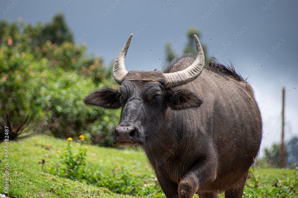 A picture of an Indian water buffallo walking in a cloudy day A picture of an Indian water buffallo walking in a cloudy day