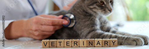 Veterinarian with stethoscope listens to cat breathing
