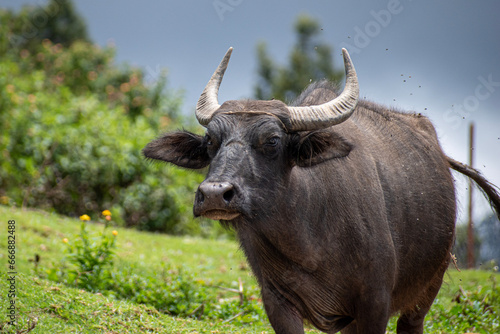 A picture of an Indian water buffallo walking in a cloudy day