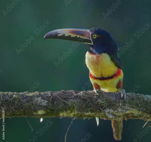 side view of a collared aracari perched on a tree branch  in costa rica © chris