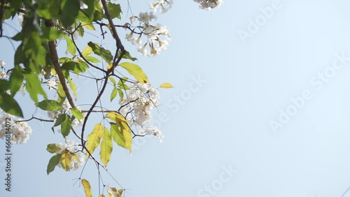 White ipe flower or lapacho blanco (Tabebuia roseo-alba) blooming on the street of Salatiga, Indonesia. photo