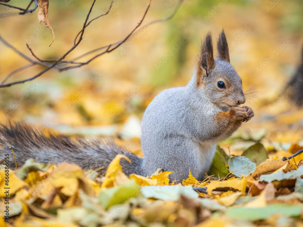 Autumn squirrel with nut sits on green grass with fallen yellow leaves Autumn squirrel with nut sits on green grass with fallen yellow leaves