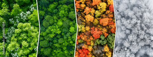 Top view of forest in four seasons - arrow banner collage photo