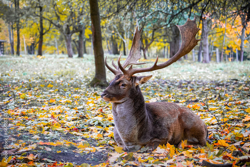 Fallow deer (Dama dama) stag resting on the ground in an autumn forest covered with colorful fallen leaves. The male deer with large antlers is captured in natural habitat with soft background and vib
