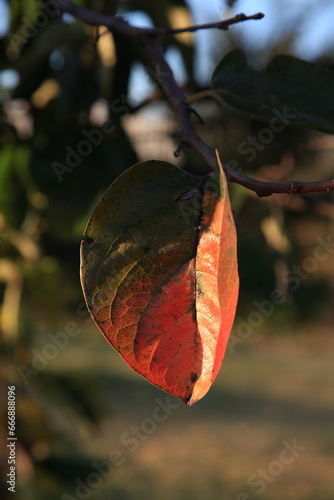 persimmon leaf