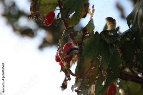 산수유 Cornus officinalis