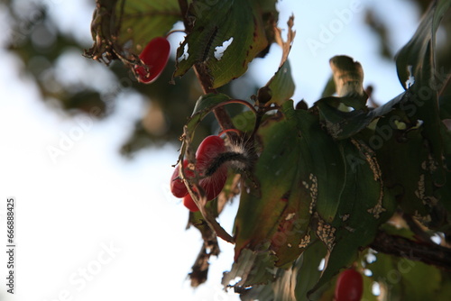 산수유 Cornus officinalis