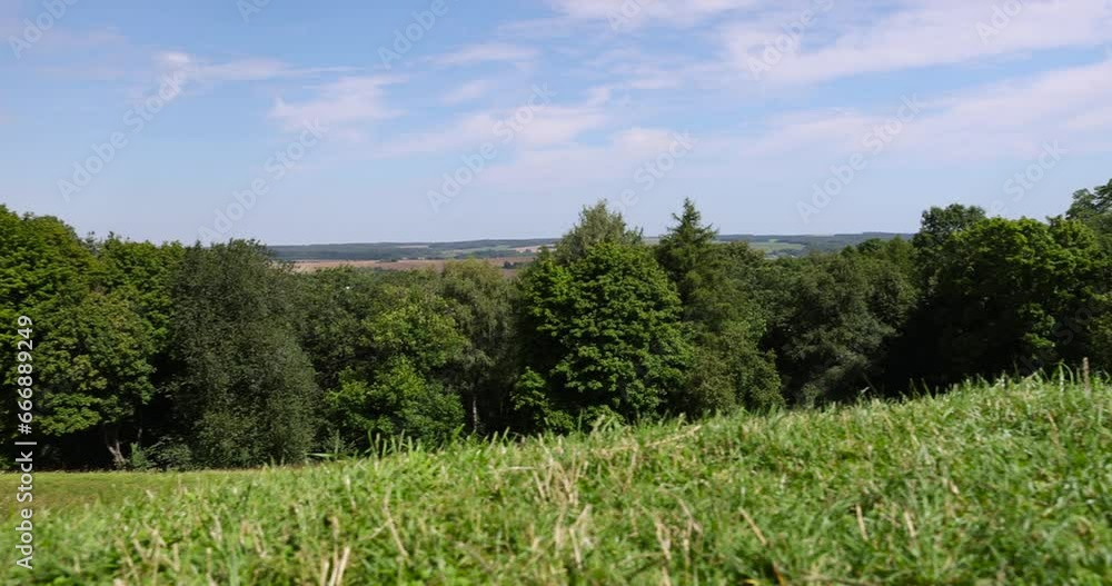 a large number of different deciduous trees in the summer, beautiful green foliage on the trees in the summer a large number of different deciduous trees in the summer, beautiful green foliage on the trees in the summer