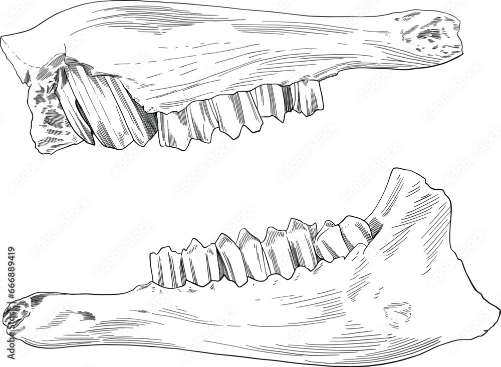 Naklejka premium hand drawn illustration of a goat skeleton