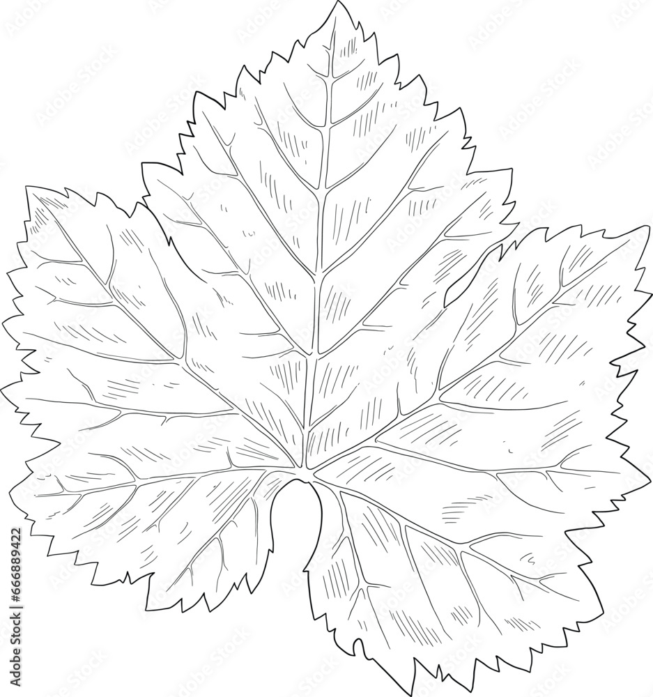 grape leaf vector illustration