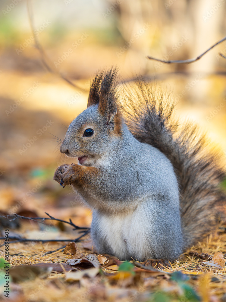 Autumn squirrel with nut sits on green grass with fallen yellow leaves Autumn squirrel with nut sits on green grass with fallen yellow leaves