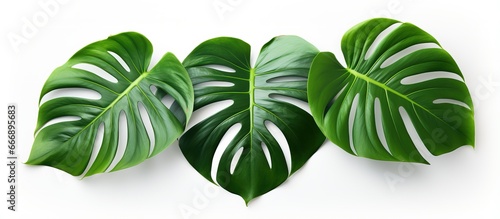Monstera Deliciosa big leaf plant for air purification white background