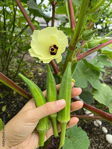 Принти на полотні okra okra vegetable food tasteless crispy