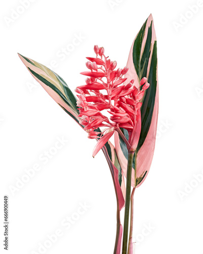 Stromanthe triostar flower with leaf, Tropical flowers isolated on white background, with clipping path 