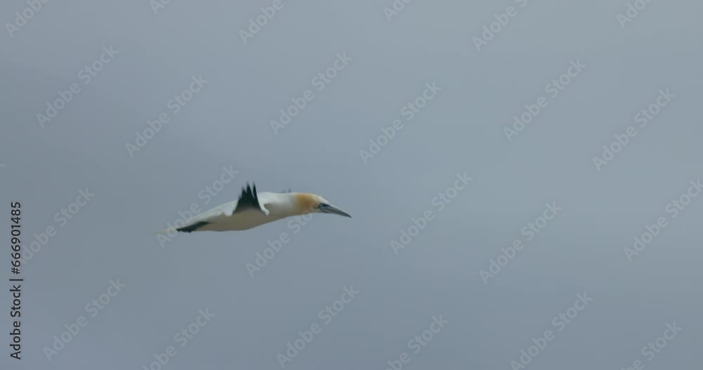 Northern gannet in flight in 4k 60fps slow motion taken at ile Bonaventure in Percé, Québec, Gaspésie, Canada Northern gannet in flight in 4k 60fps slow motion taken at ile Bonaventure in Percé, Québec, Gaspésie, Canada