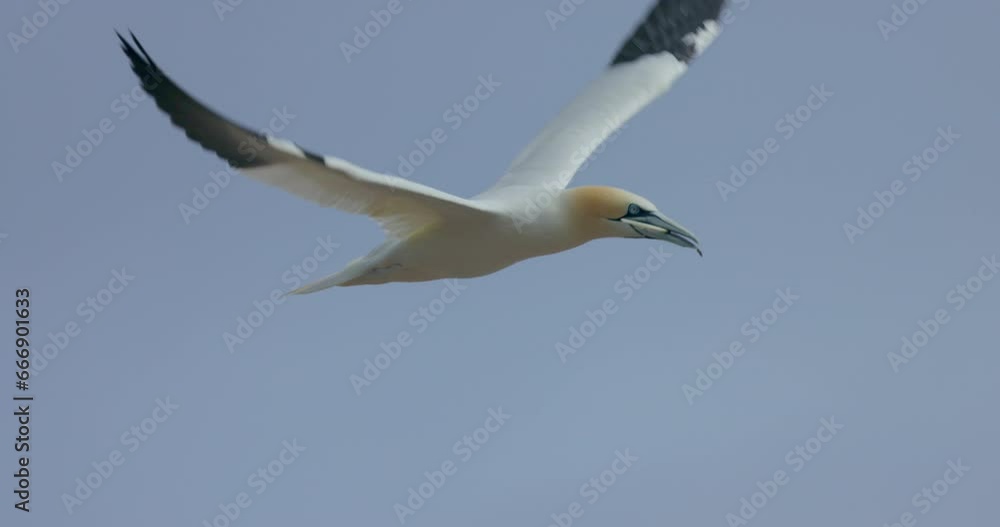 Northern gannet in flight in 4k 60fps slow motion taken at ile Bonaventure in Percé, Québec, Gaspésie, Canada Northern gannet in flight in 4k 60fps slow motion taken at ile Bonaventure in Percé, Québec, Gaspésie, Canada