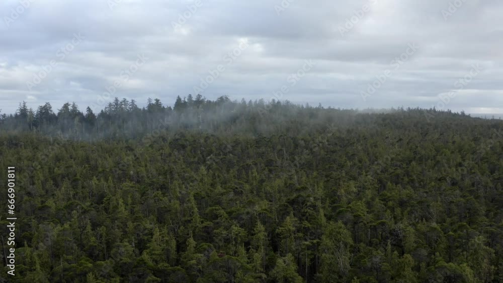 Misty Conifer Forest At Tofino Coast Nature Park In Vancouver Island, Canada. Aerial Drone Shot Misty Conifer Forest At Tofino Coast Nature Park In Vancouver Island, Canada. Aerial Drone Shot