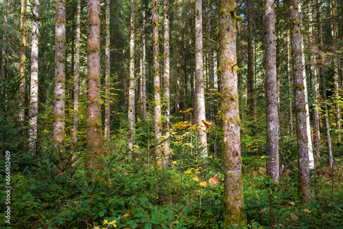 Wallpaper Mural Pine Forest in Black Forest, Schwarzwald, Germany Torontodigital.ca