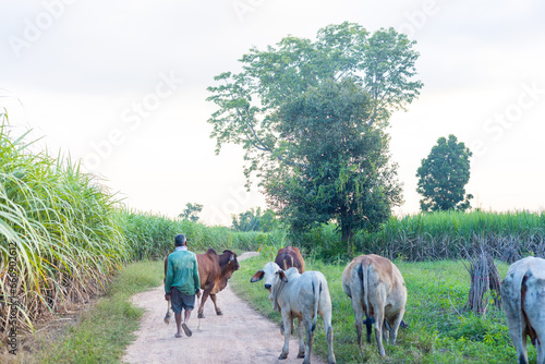 A herd of cattle in the countryside is walking home in Thailand.