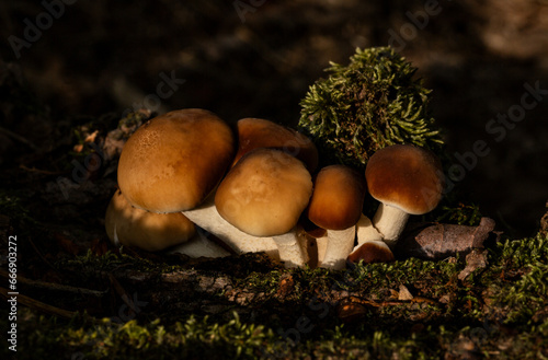 mushrooms in the forest