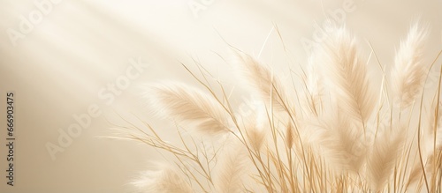 Close up of pampas grass texture on neutral beige background with sunlight Scandinavian boho minimalistic home design poster
