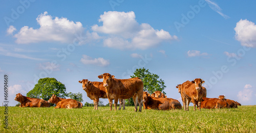 Bilde på lerret Troupeau de vaches dans les champs au milieu de la campagne au printemps