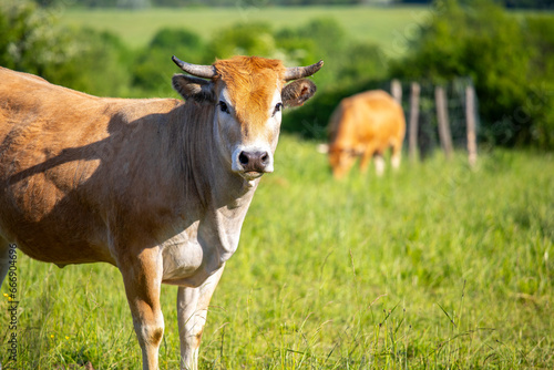 Vache de race à viande en pleine nature au printemps. © Thierry RYO