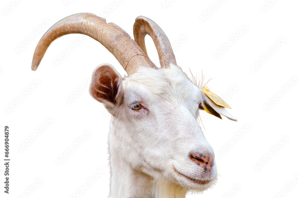 The happy goat is enjoying the freedom of the pasture and the company of its herd, isolated on white background. The happy goat is enjoying the freedom of the pasture and the company of its herd, isolated on white background.