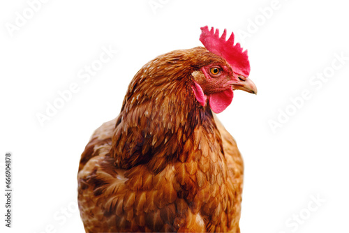 The portrait of the chicken showcases its brown feathers and sharp beak, isolated on white background.