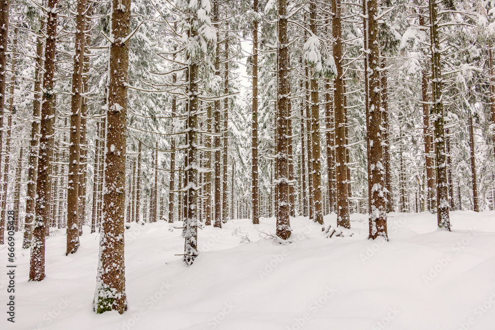 Fototapeta premium Snowy spruce forest in the winter