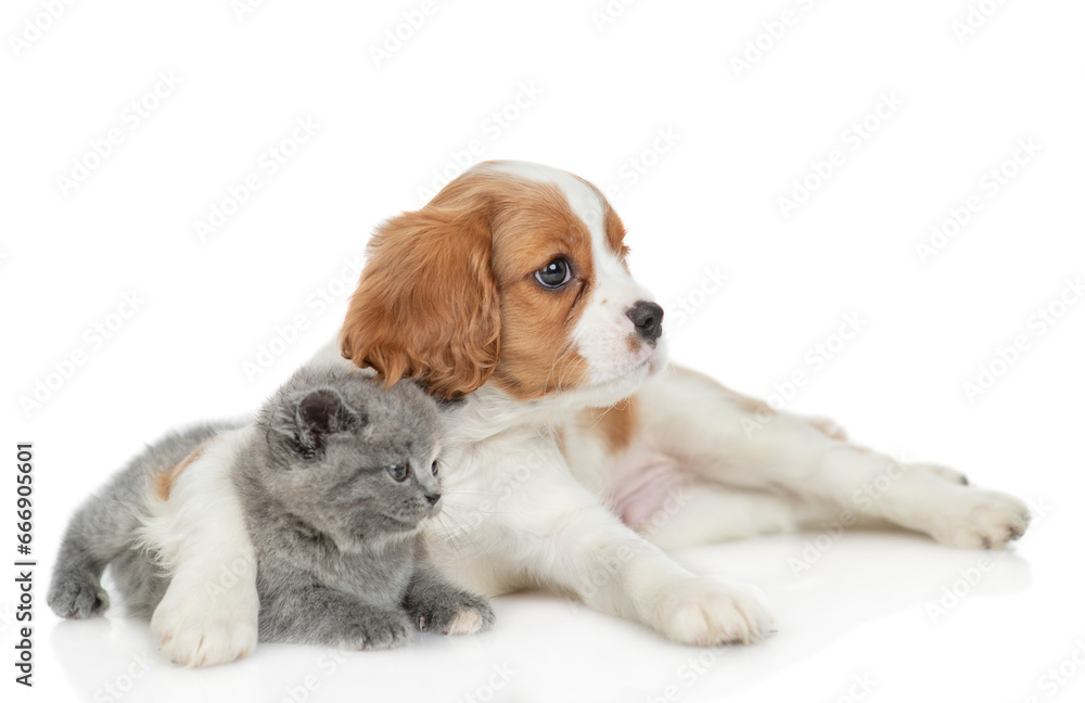 Cavalier King Charles Spaniel hugs tiny kitten. Pets look away on empty space. isolated on white background