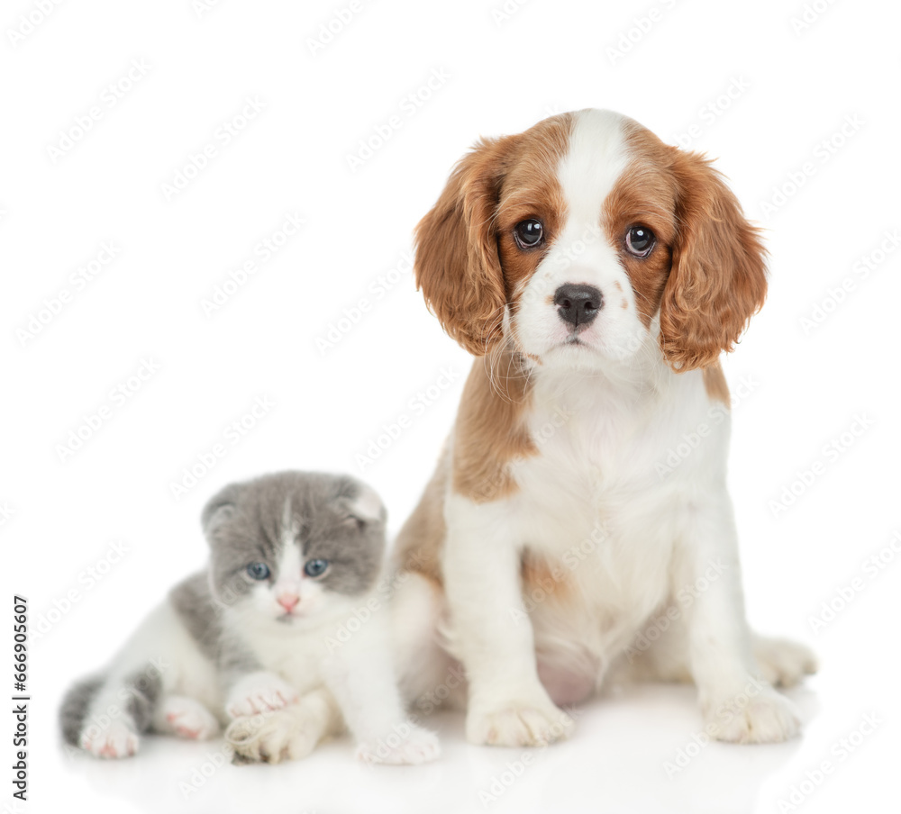 Cavalier King Charles Spaniel sits with tiny kitten. isolated on white background Cavalier King Charles Spaniel sits with tiny kitten. isolated on white background