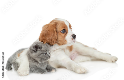 Cavalier King Charles Spaniel hugs tiny kitten. Pets look away on empty space. isolated on white background